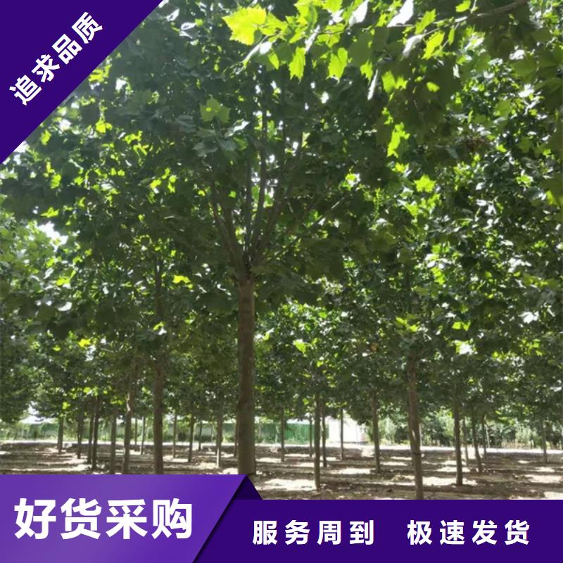 法桐金叶白蜡当地货源