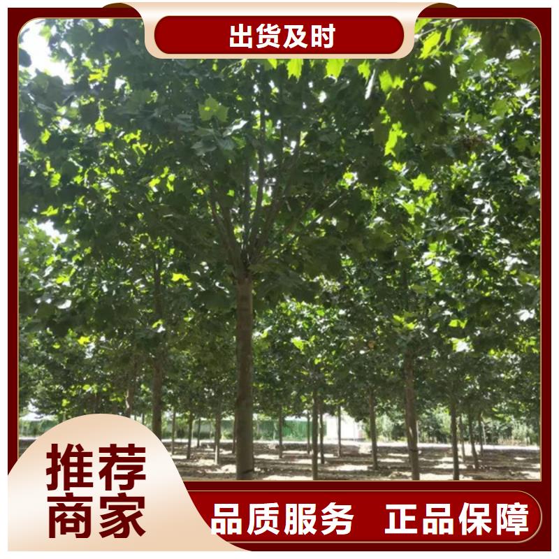 法桐 金叶白蜡诚信经营现货现发