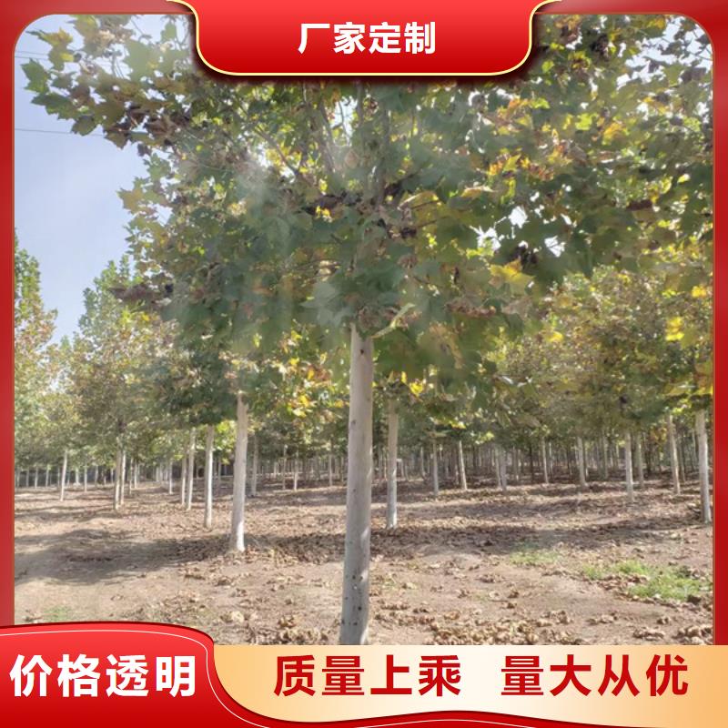 法桐美国红枫畅销本地