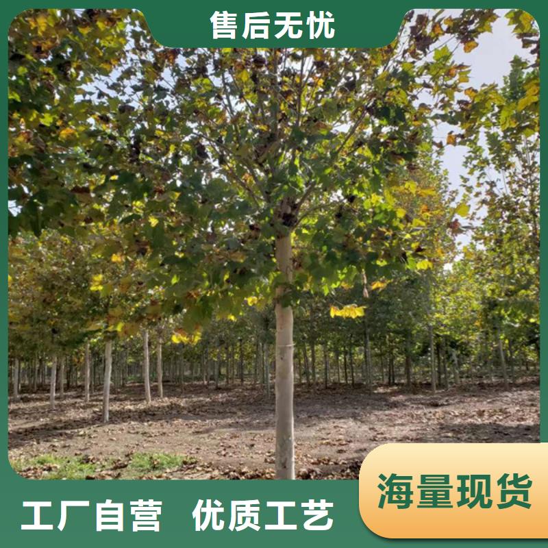 法桐_国槐厂家质量过硬