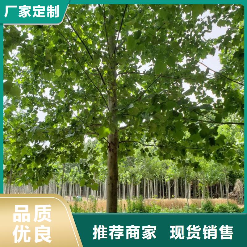 法桐国槐专业生产设备