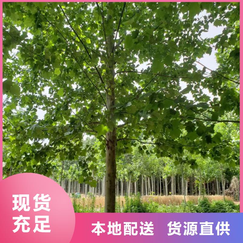 法桐,黄金槐精选优质材料