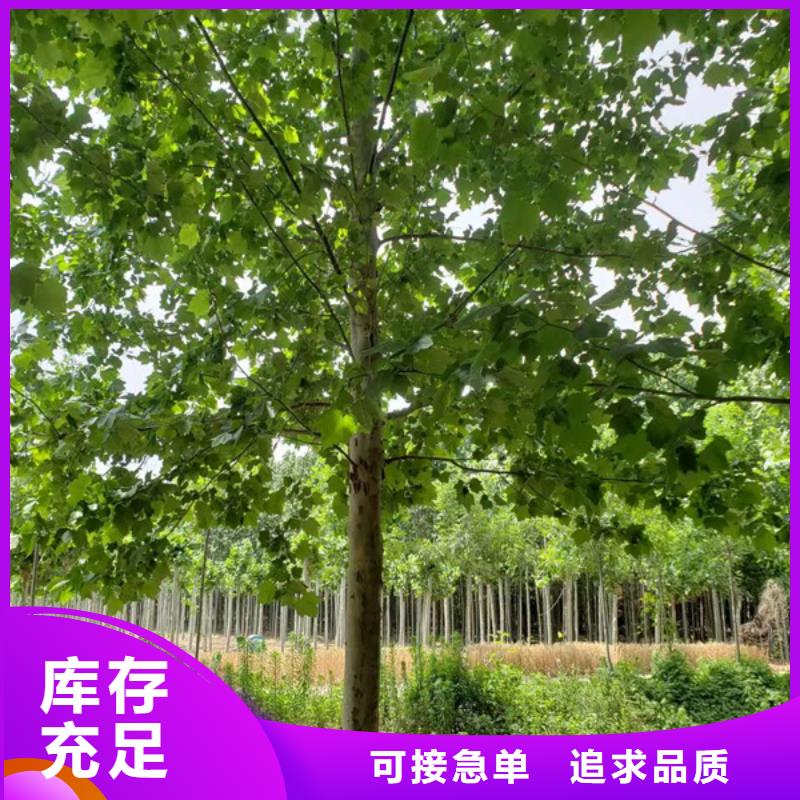 法桐美国红枫产品细节
