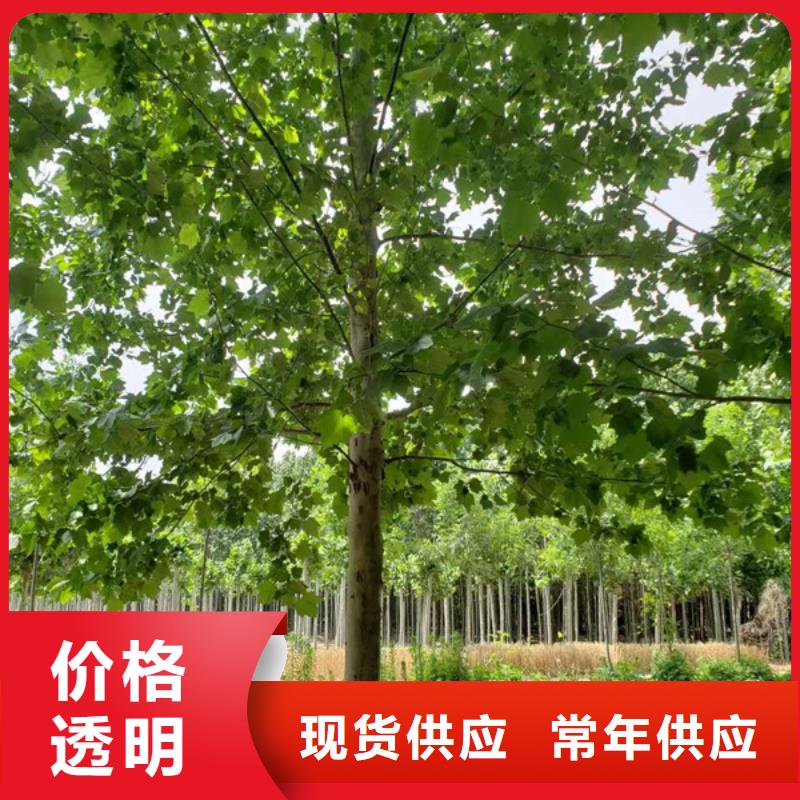 法桐秋紫白蜡免费回电