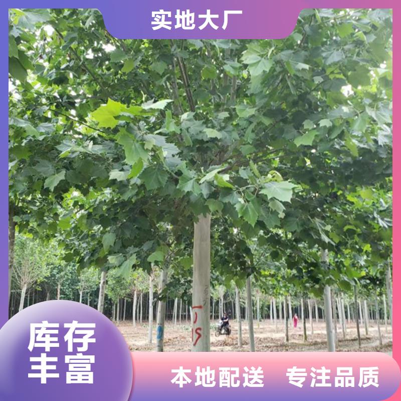 法桐-金叶复叶槭供您所需