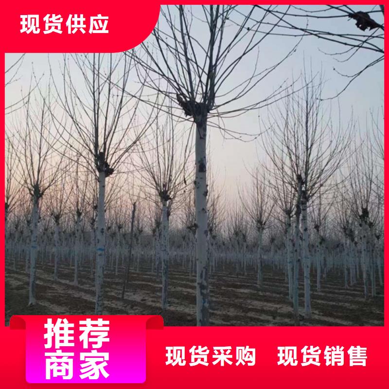 法桐黄金槐您身边的厂家