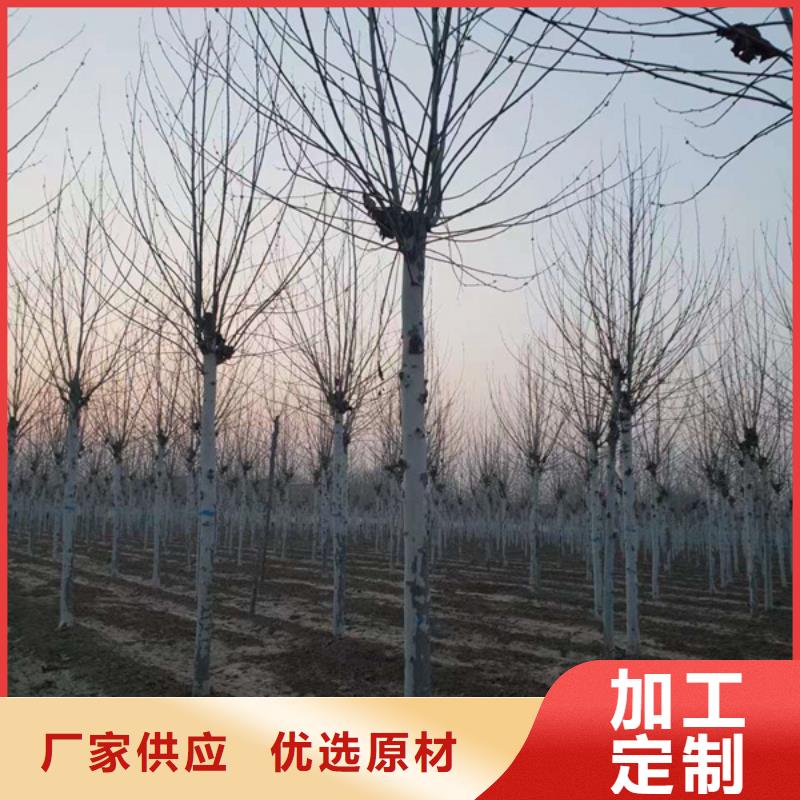  法桐全品类现货