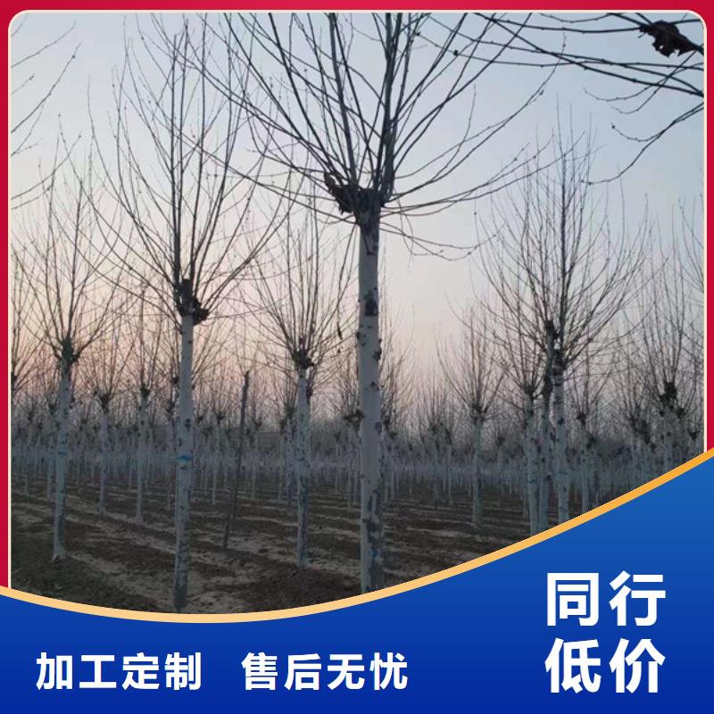  法桐款式多样