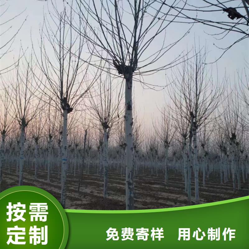 【法桐】-截杆发帽海量库存