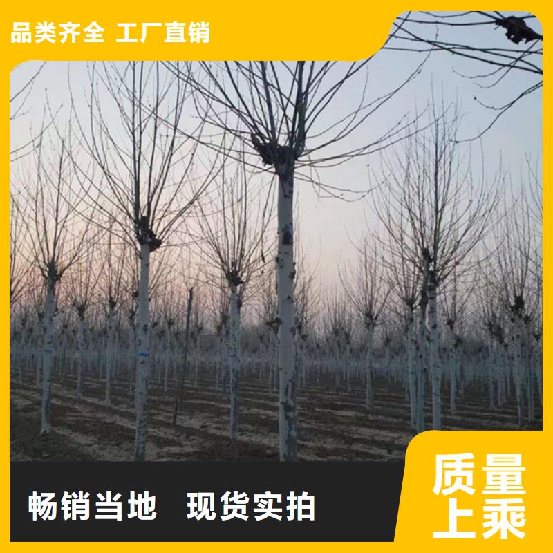 法桐原生冠法桐免费安装