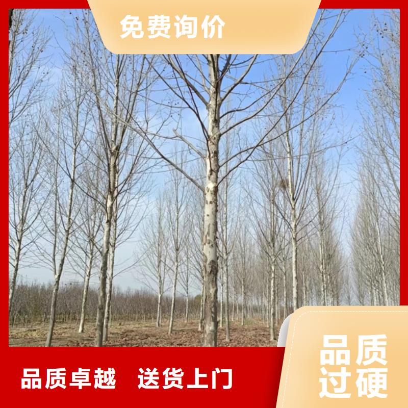 法桐_国槐厂家质量过硬