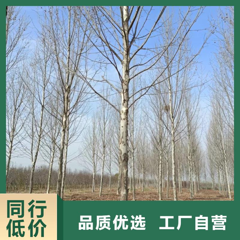 法桐_白蜡出厂价
