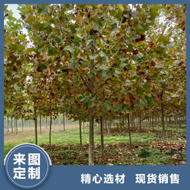 法桐金叶白蜡快捷物流
