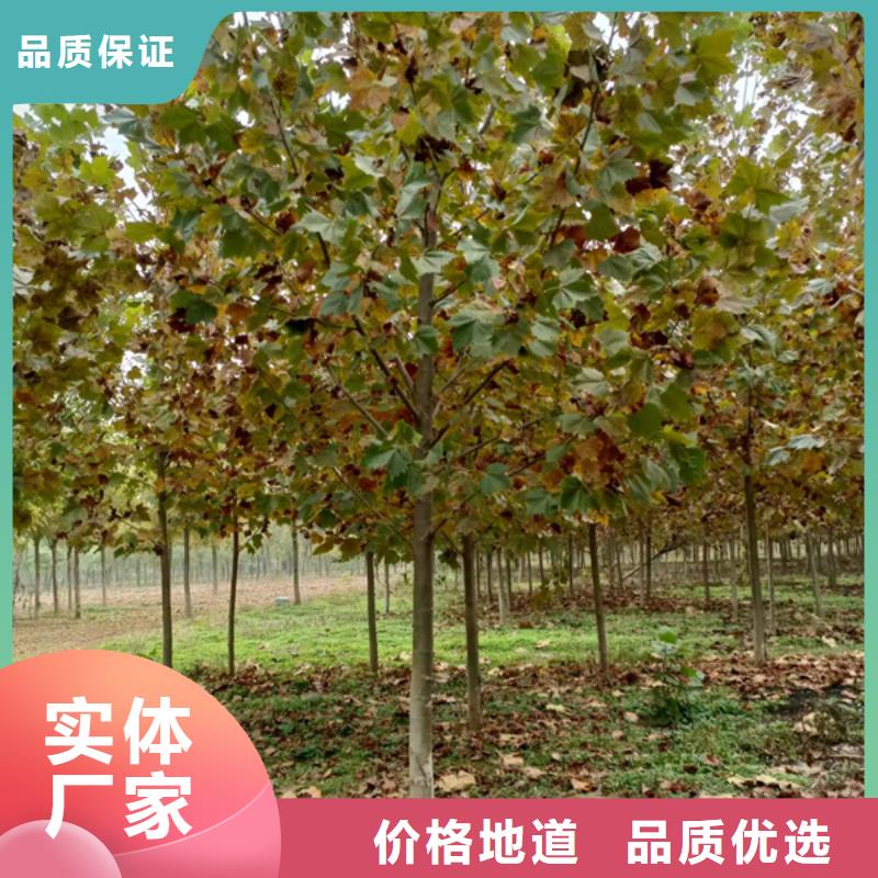 法桐美国红枫畅销本地