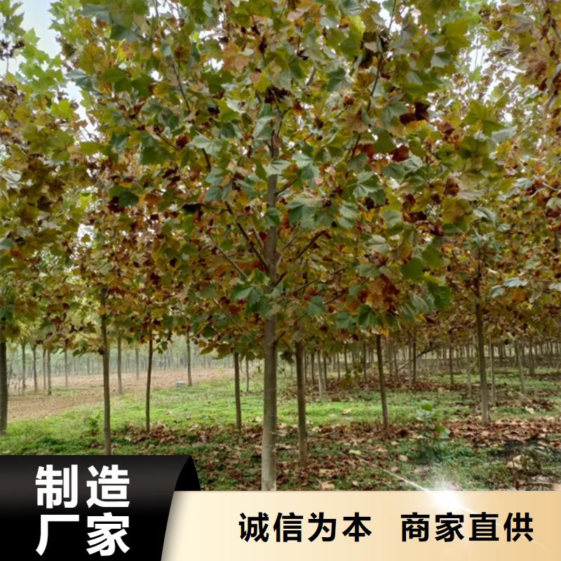 法桐北京栾厂家供应