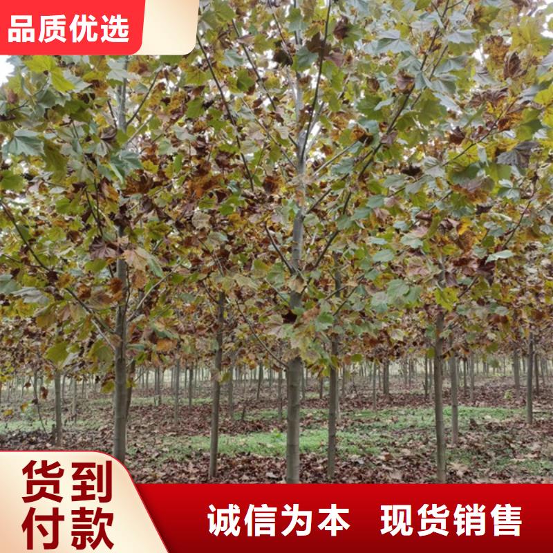 法桐_樱花价格实在