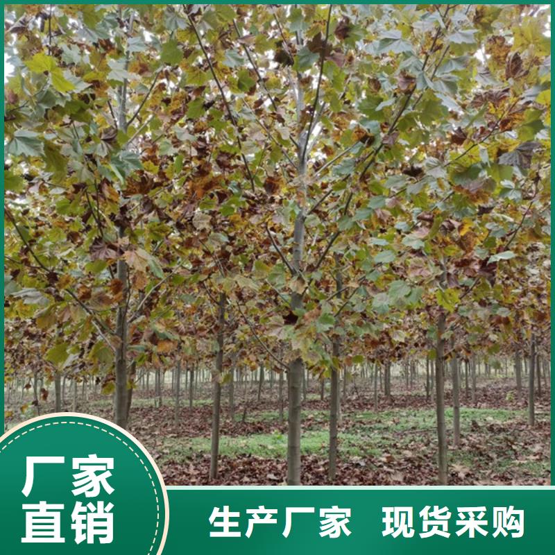 12公分法桐价格欢迎电询法桐