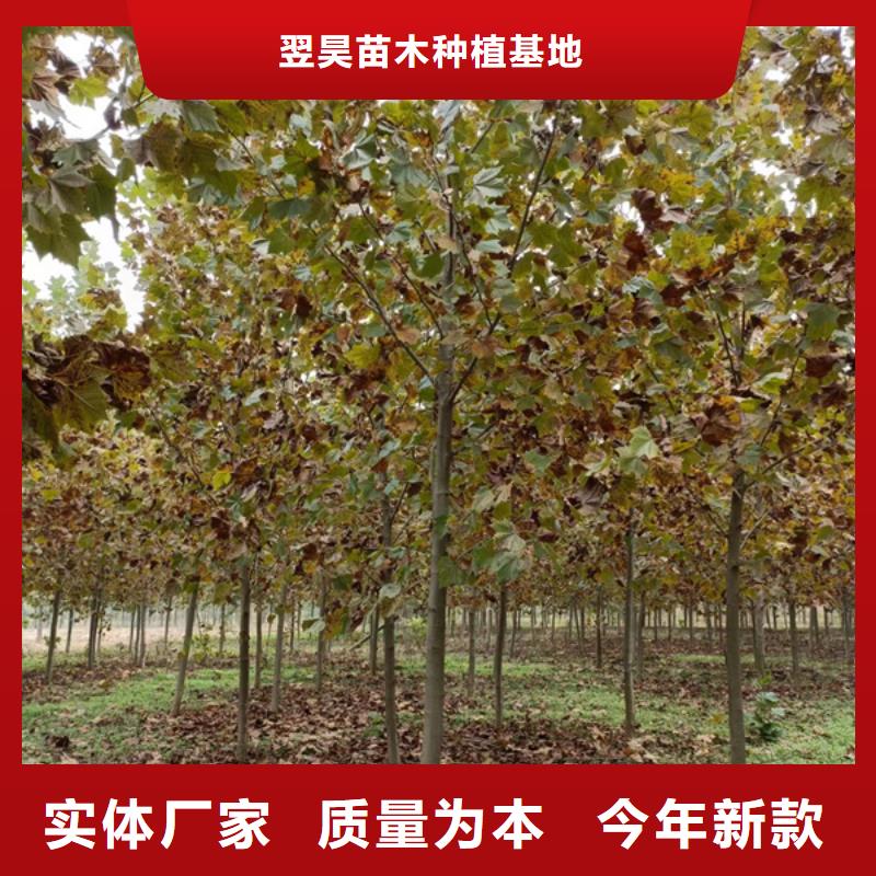 美国红枫视频-美国红枫-翌昊苗木种植基地(昭通市分公司)服务区域昭阳|镇雄|保山|丽江|曲靖|玉溪|临沧|迪庆