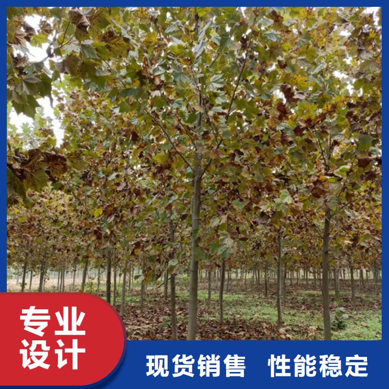 法桐 白蜡适用范围广