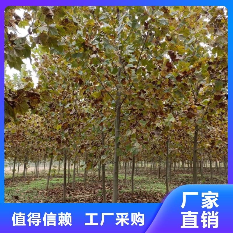 法桐美国红枫库存丰富