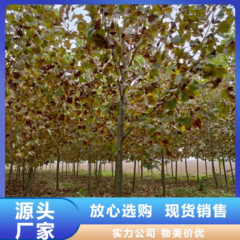 法桐价格放心选择法桐