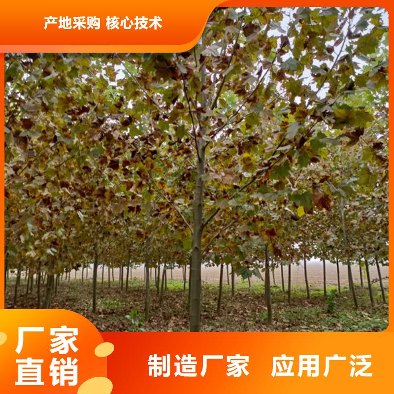 法桐国槐专业生产设备