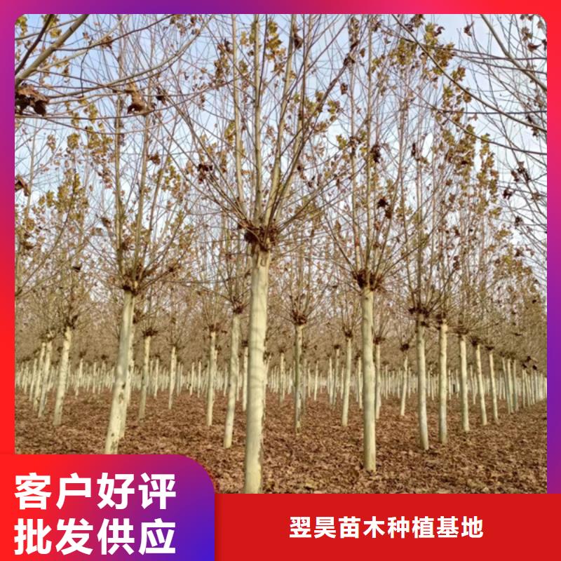 法桐金叶槐工厂采购