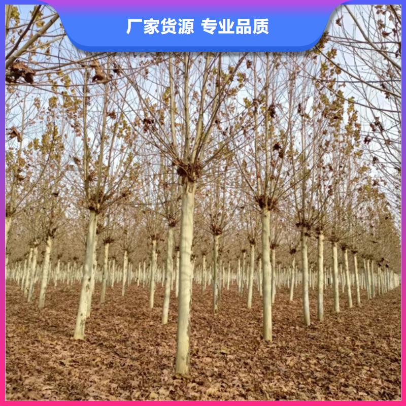 法桐截杆发帽价格低