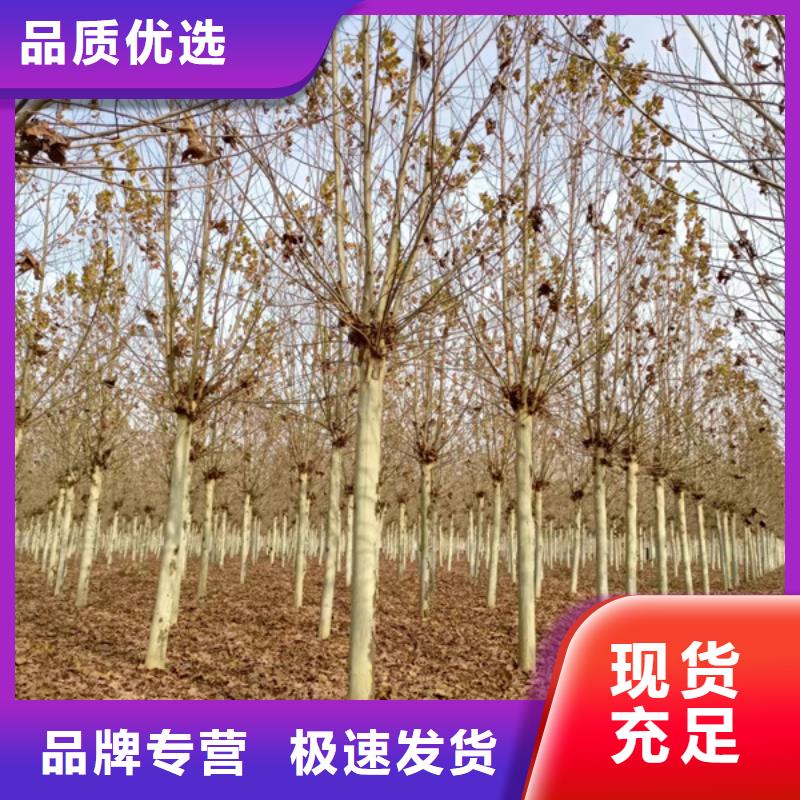 法桐_白蜡出厂价