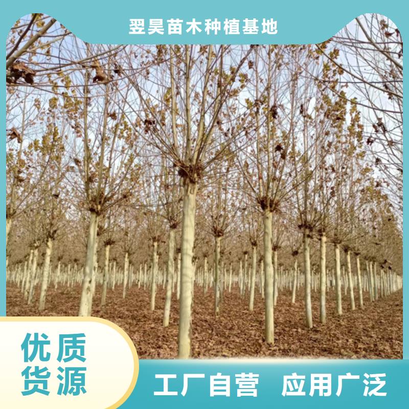 法桐美国红枫定制定做