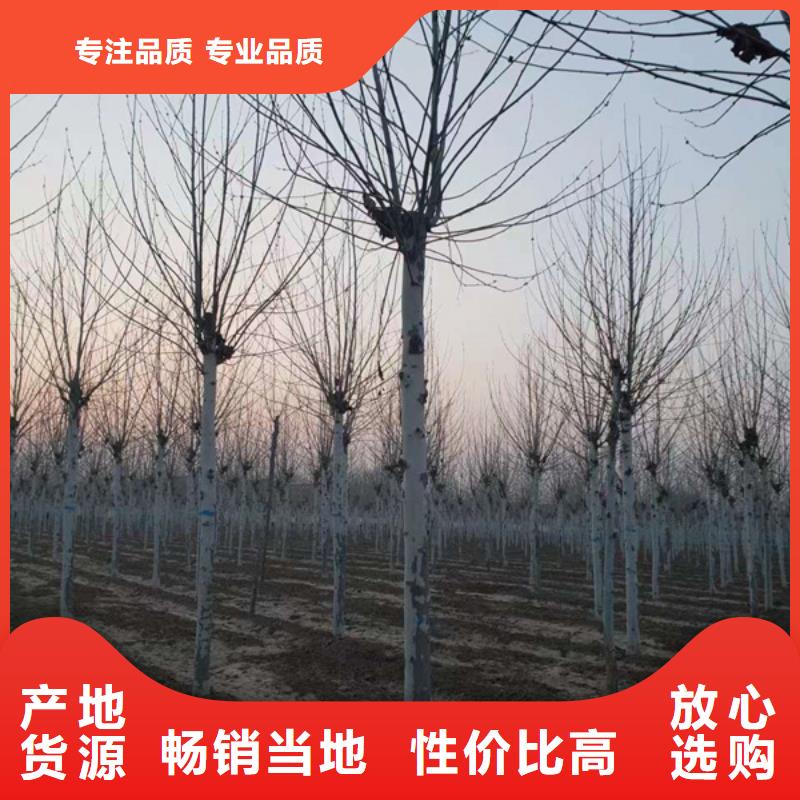 法桐截杆发帽价格低
