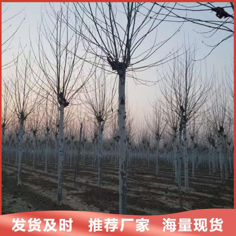 法桐原生冠法桐免费安装