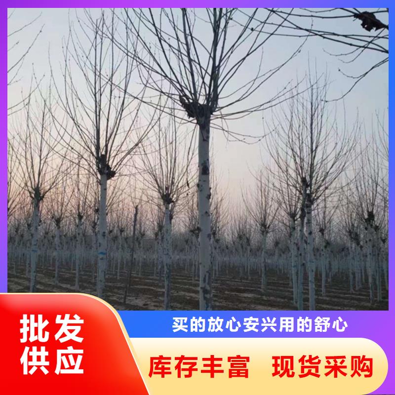 法桐国槐库存丰富
