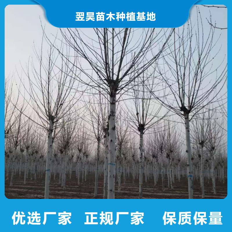 【法桐 美国红枫供货及时】