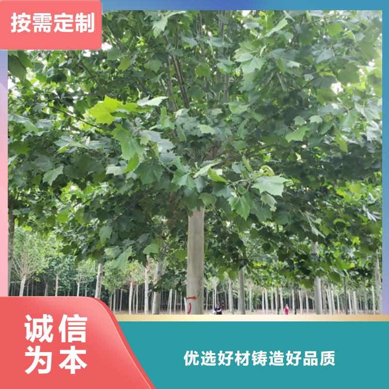 法桐_北京栾按需设计