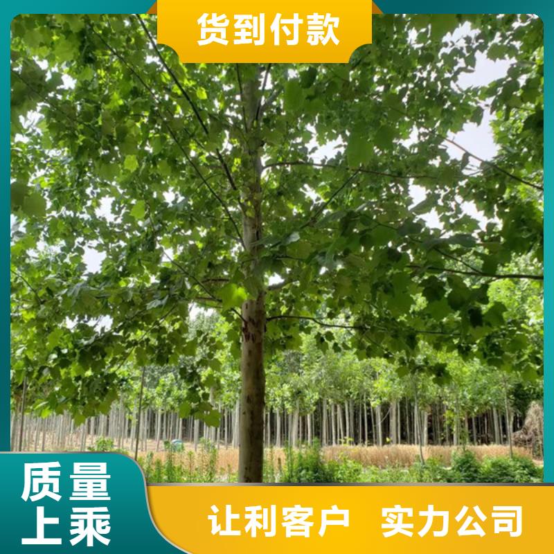 法桐 原生冠法桐生产经验丰富