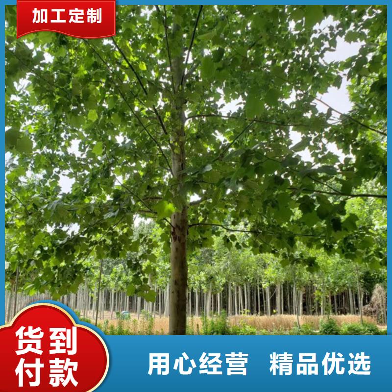 法桐美国红枫多行业适用