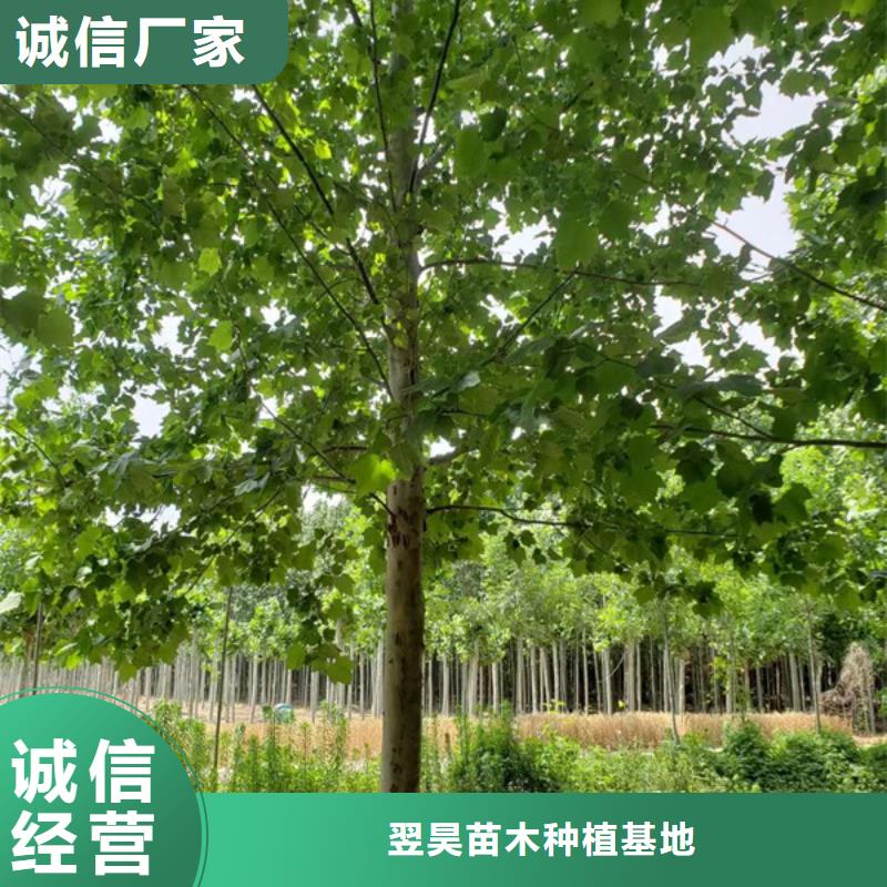 法桐_国槐值得信赖