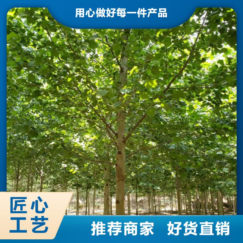 法桐金叶槐现货直发