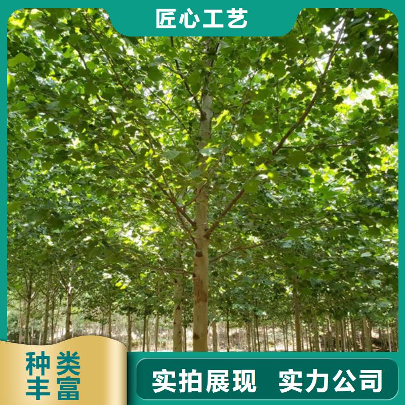 法桐截杆发帽厂家大量现货