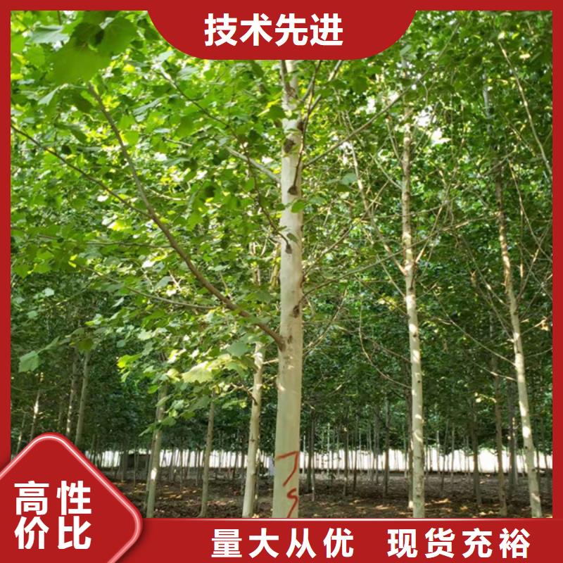 法桐截杆发帽为您提供一站式采购服务