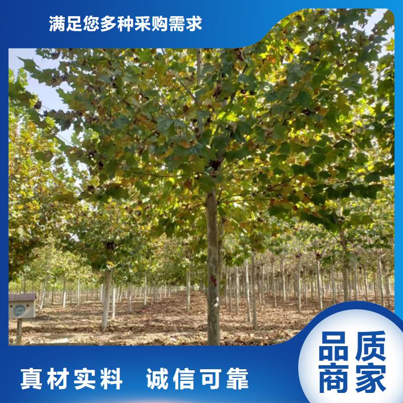 法桐国槐可零售可批发