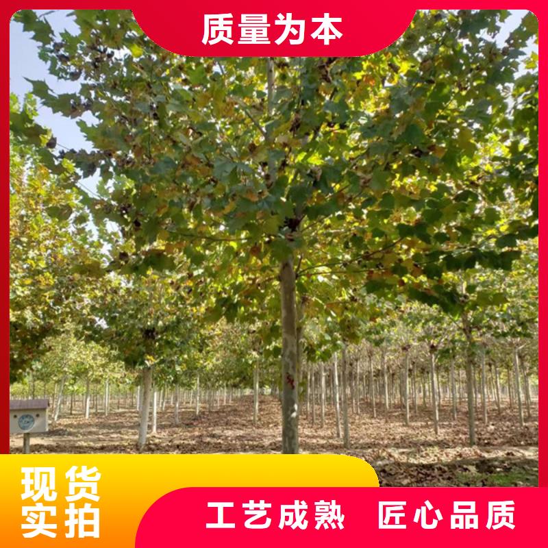 法桐国槐匠心制造