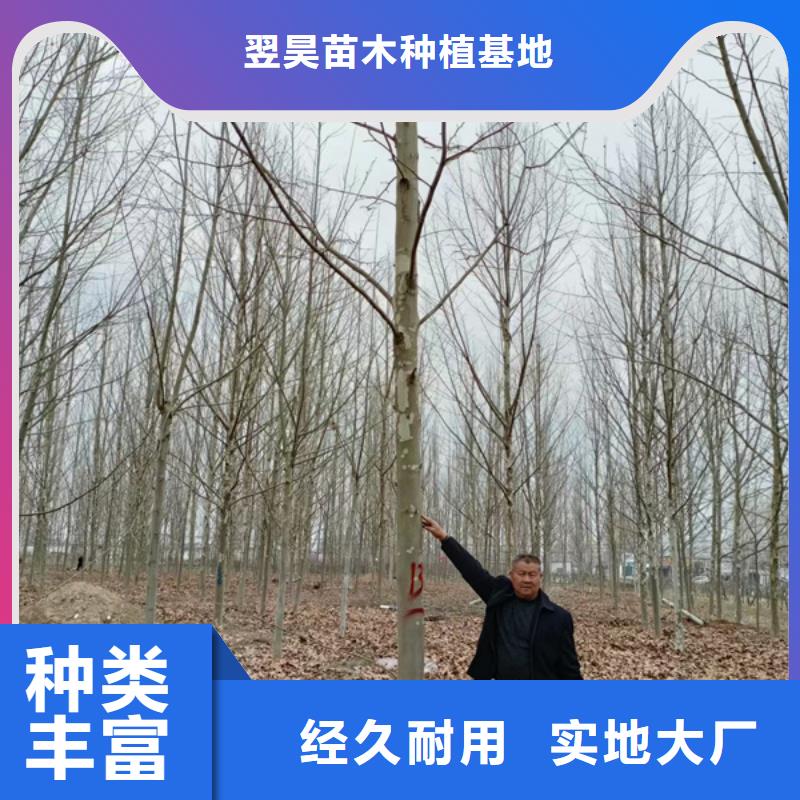 法桐美国红枫客户信赖的厂家