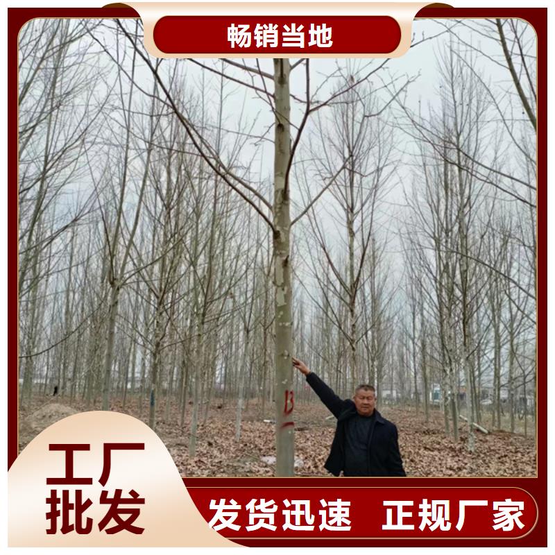 法桐北京栾厂家供应
