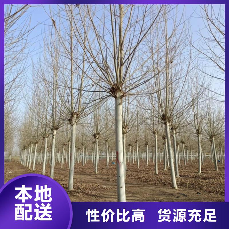 法桐-五角枫源头厂商