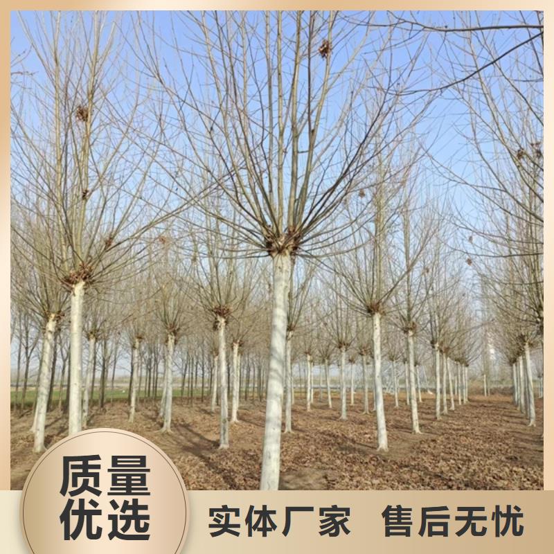 法桐五角枫拥有核心技术优势