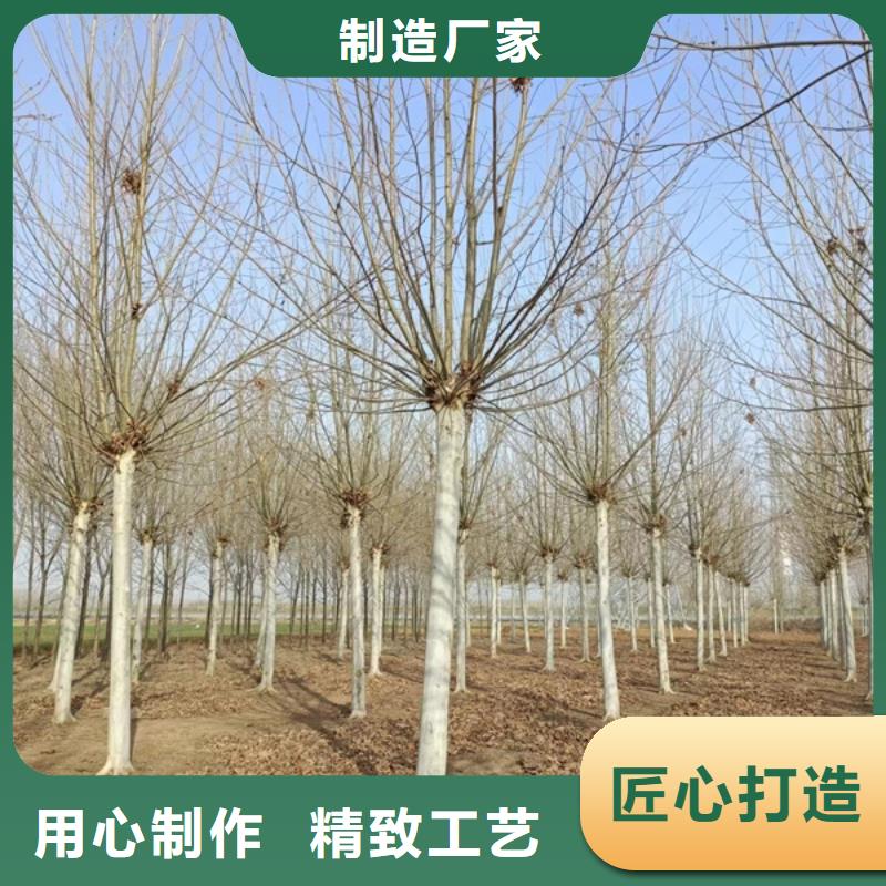法桐_北京栾按需设计