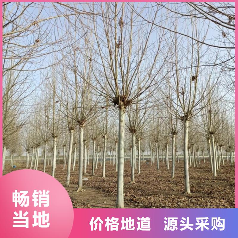 法桐美国红枫产品细节