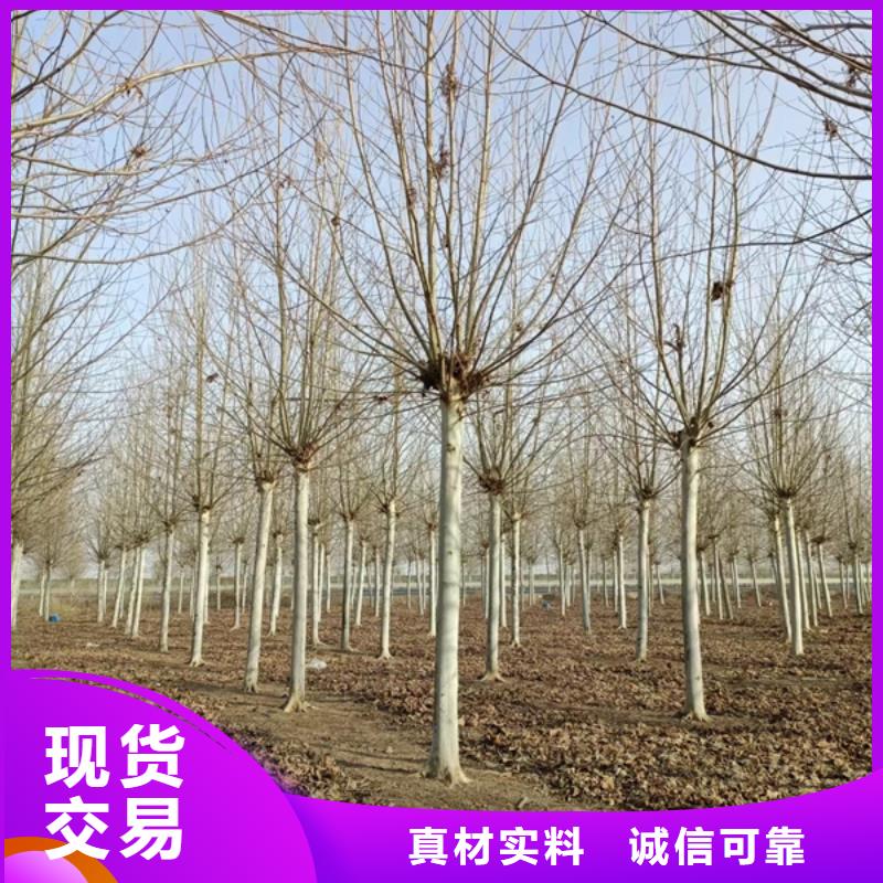 法桐黄金槐可放心采购